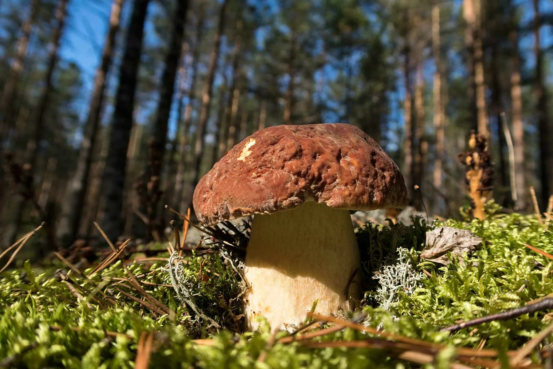 Боровик боровой. Гриб боровик. боровик красноголовик. белый гриб боровик. подосиновик еловый.