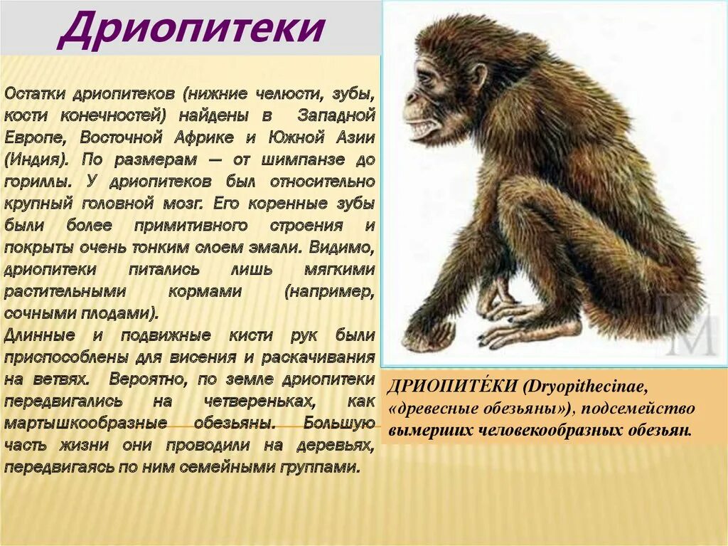 Некоторые особенности человекообразных обезьян и человека. Дриопитек описание. дриопитек древесная обезьяна. дриопитек прямохождение. дриопитеки эволюция.