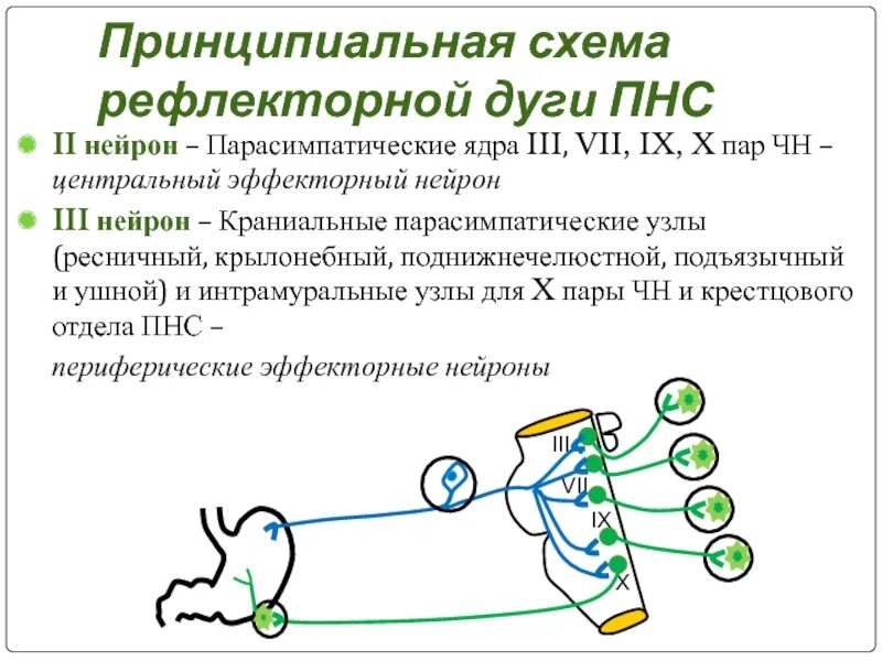 Дуги вегетативной нервной системы. Схема рефлекторной дуги симпатической нервной системы. Парасимпатический рефлекс схема. Рефлекторная дуга парасимпатической нервной системы. Симпатическая рефлекторная дуга схема.