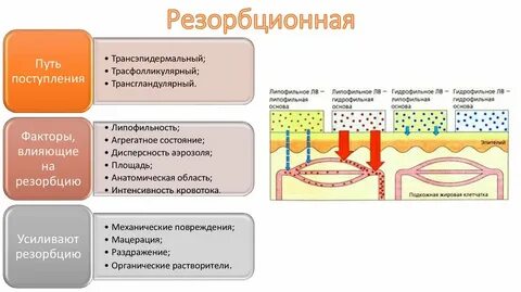 Функция образования кожи