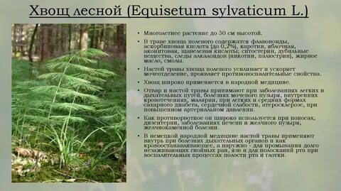 Текст хвощи