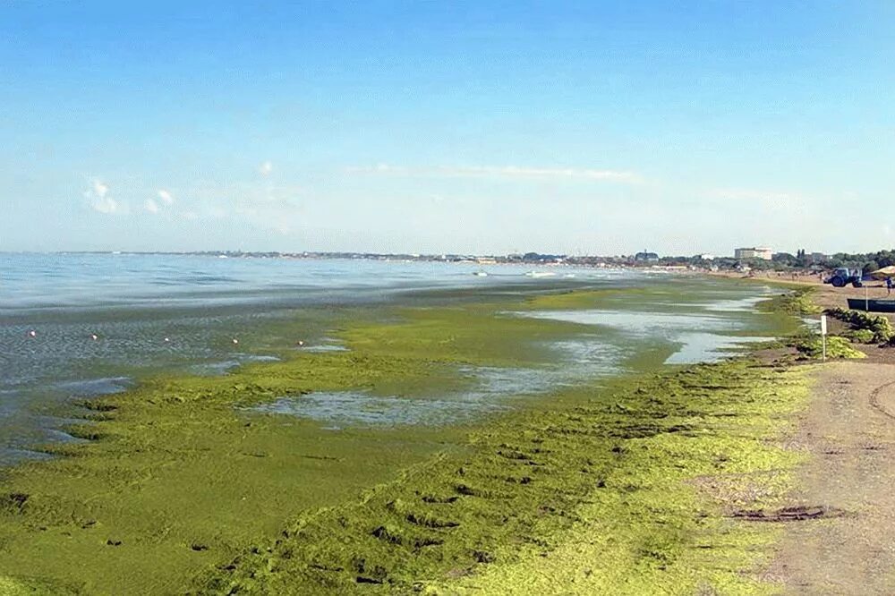 Водоросли в анапе. Джемете море цветет август. Анапа август цветение моря. Витязево море цветет.