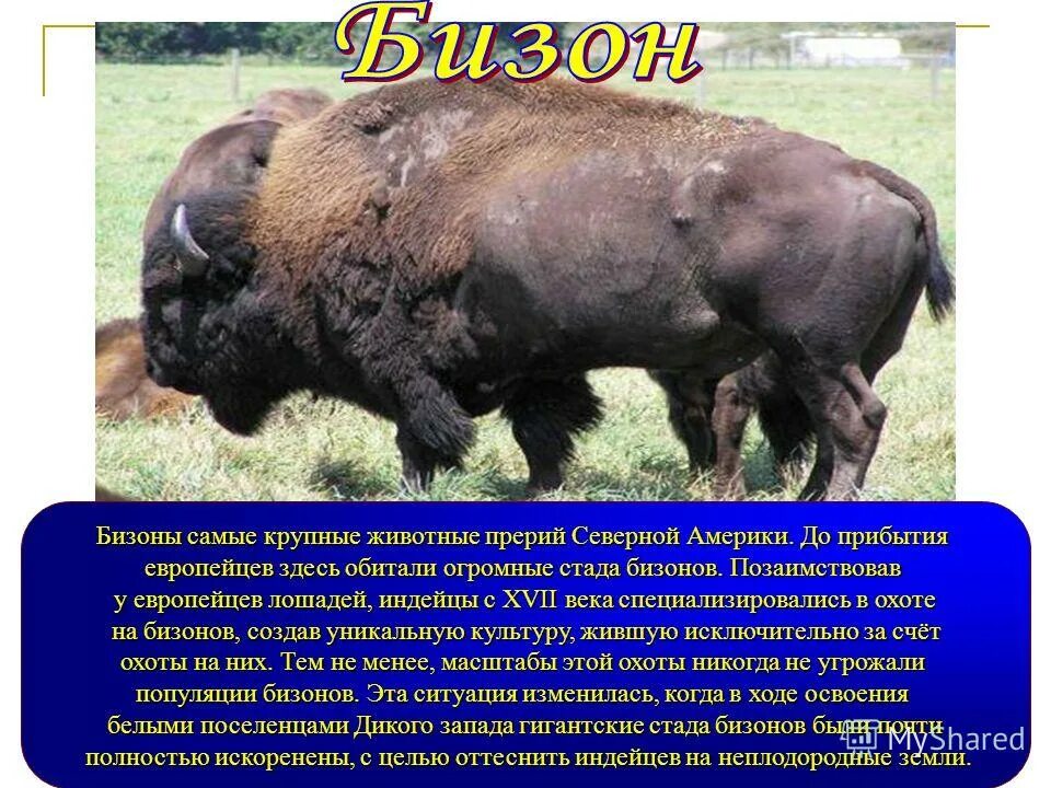 Какой тип питания характерен для бизона. Бизон красная книга Северная Америка. Бизон описание. Бизон где обитает. Бизон характеристика.
