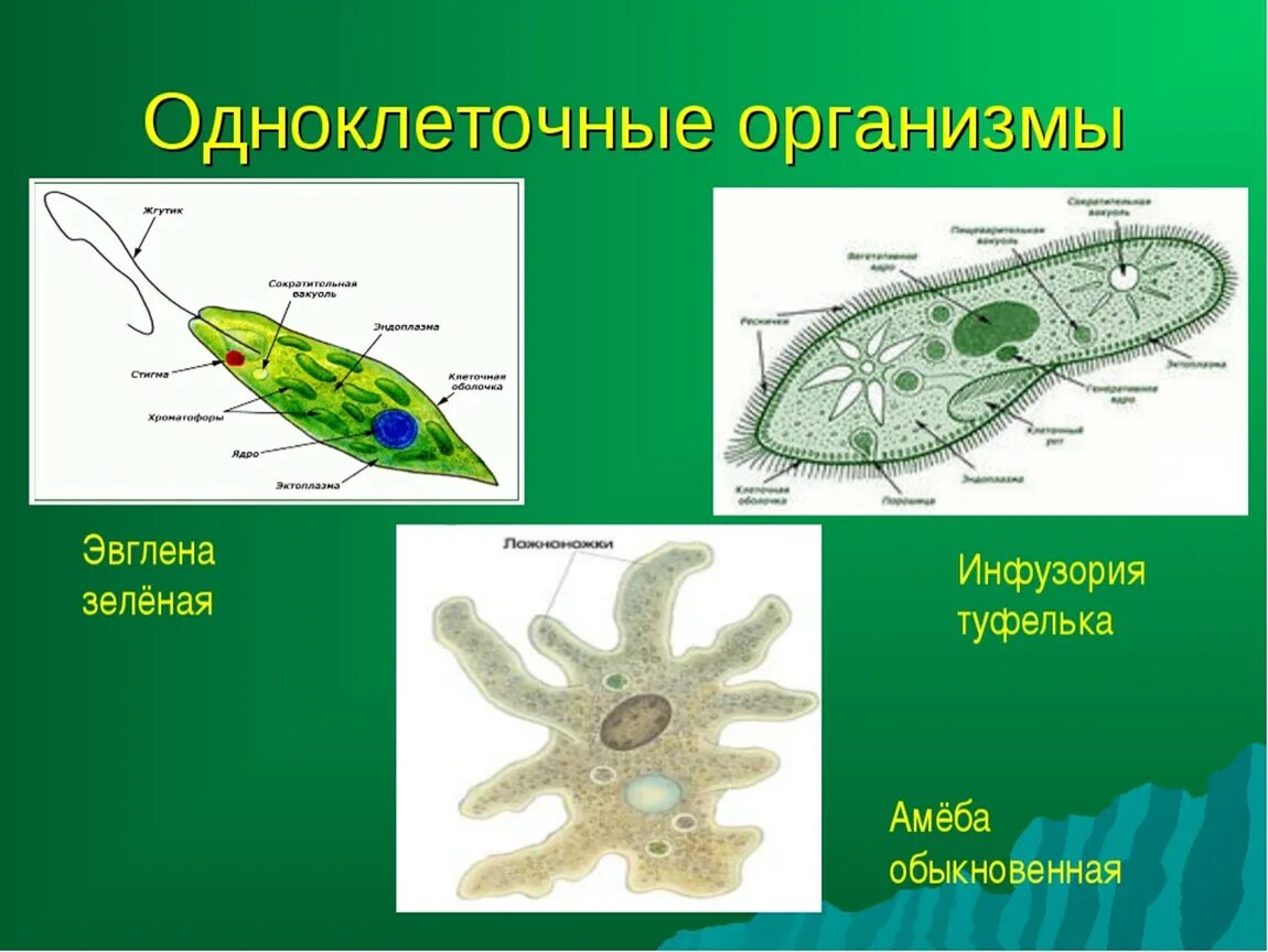 Простейшие одноклеточные организмы амеба. Эвглена зеленая одноклеточное. Амеба эвглена инфузория. Одноклеточные организмы инфузория туфелька. Какое строение имеет простейшие