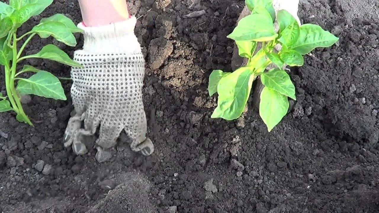 Как посадить перец