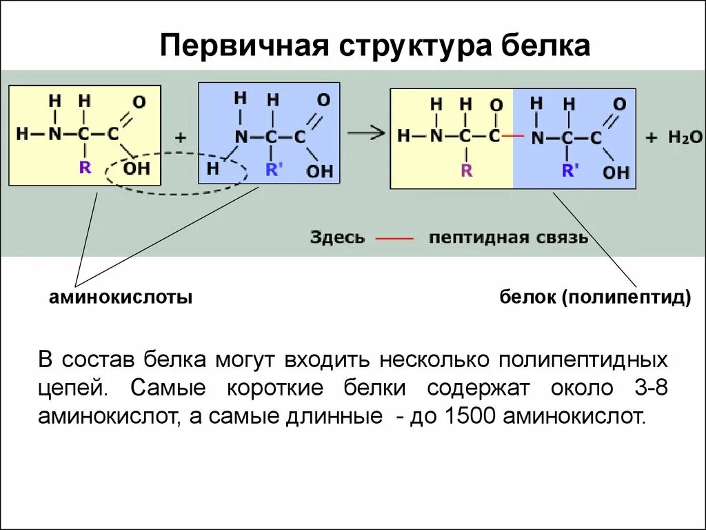 Какие связи есть в белке первичная. Строение первичной структуры белка. Структура белка аминокислоты. Структура первичной белковой связи. Первичная структура белка аминокислоты.