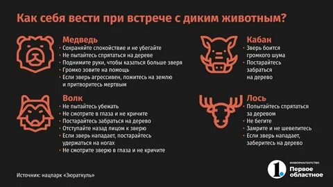 Что делать при встрече с медведем