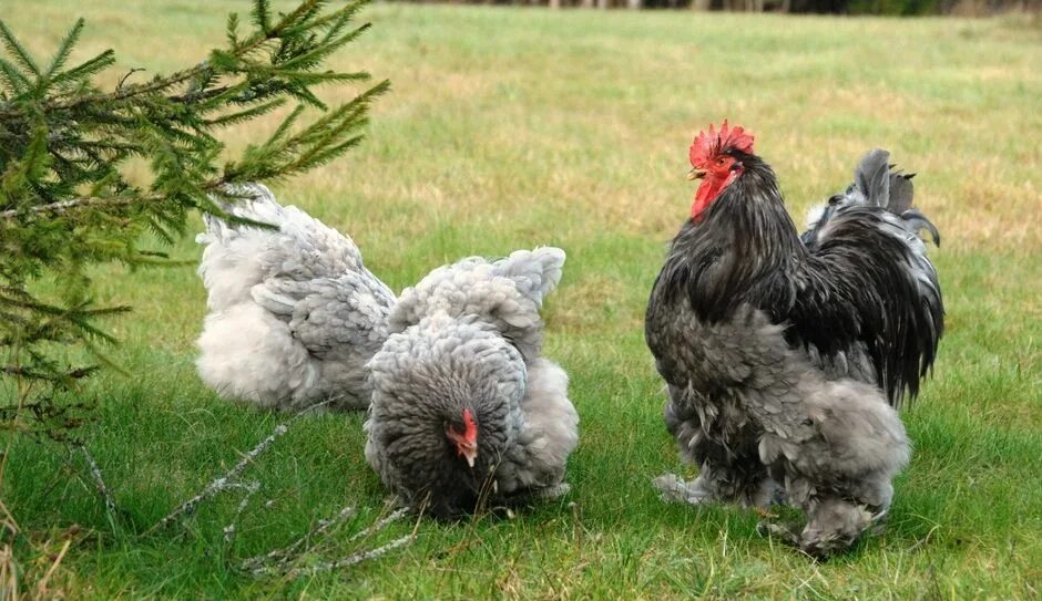 Порода кохинхин фото. Орпингтон. Кикинхины. Кохинхины куры. Карликовый кохинхин.