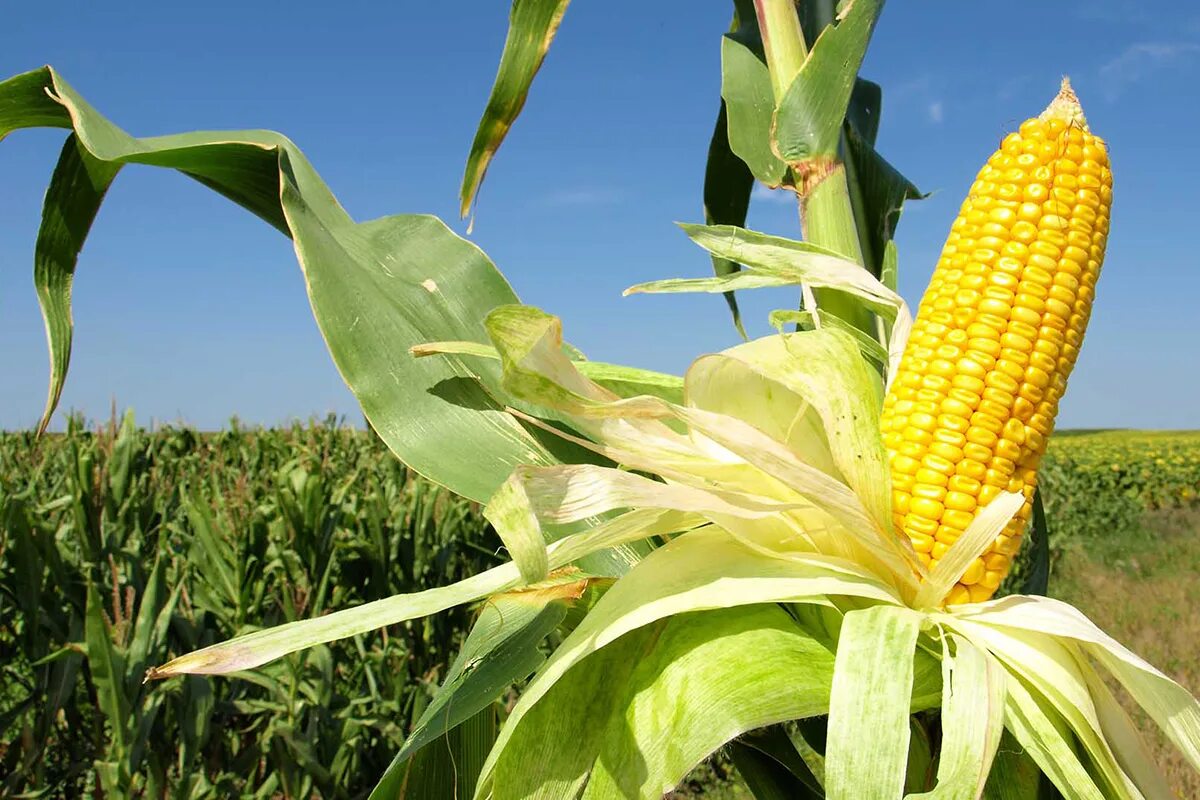 Annual Crops " Jitefarms