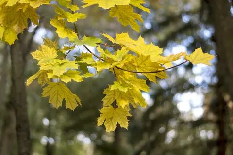 У каких деревьев желтые листья
