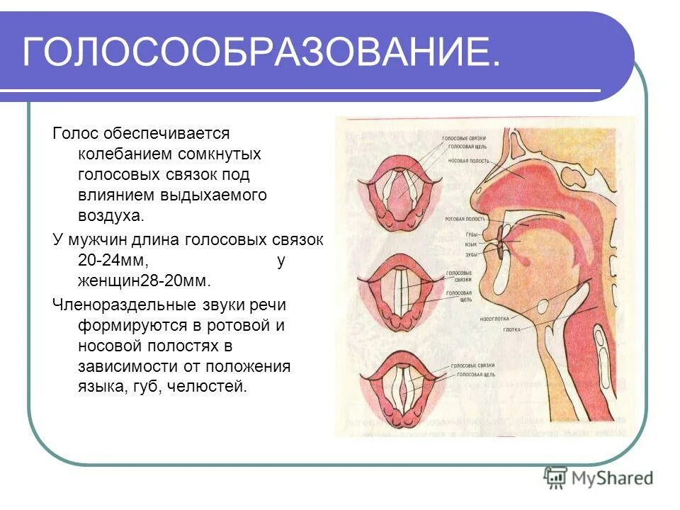 Голосовые связки певца поющего тенором колеблются. Голосовые связки голосообразование. строение гортани голосообразование. функционирование голосовых связок. строение голосовых связок.