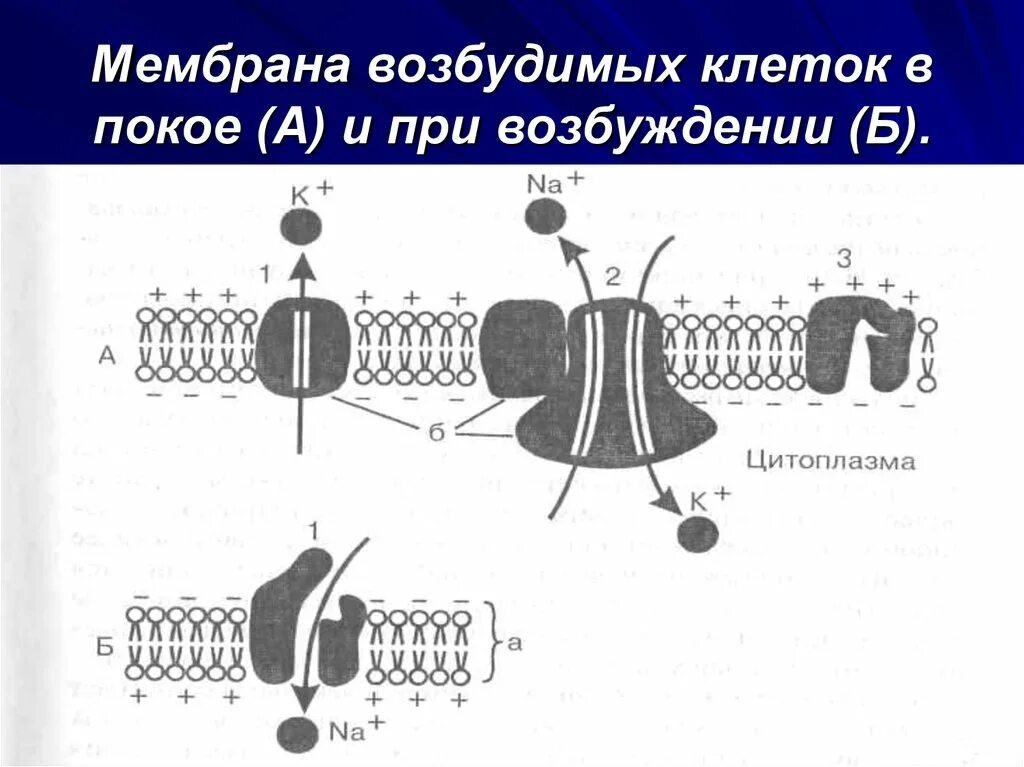 Мембрана возбудимой клетки