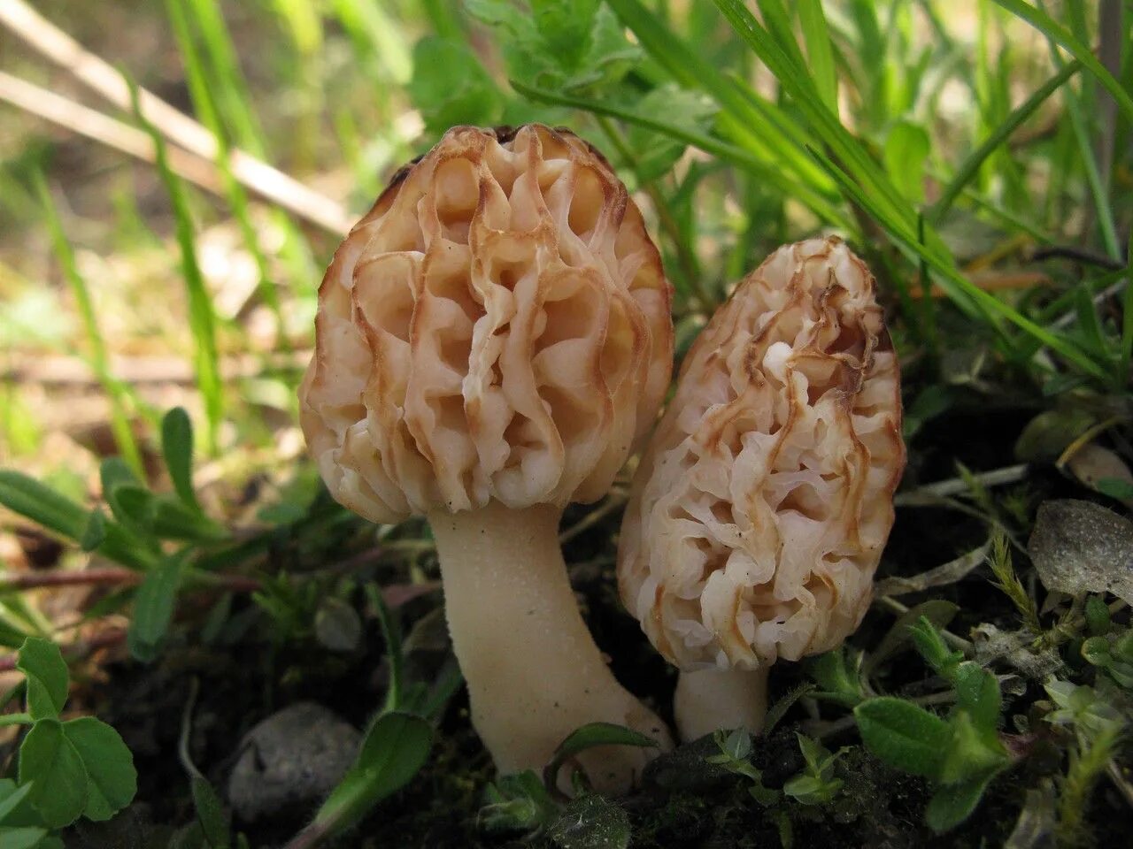 3 сморчка. Сморчок обыкновенный. Сморчки грибы. Сморчок (Morchella). Сморчок съедобный (Morchella esculenta)..