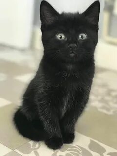 Обычный черный котенок