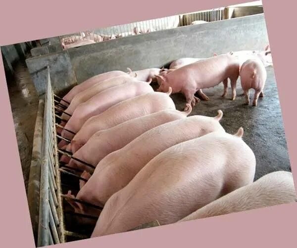 Канал свиньи как бизнес. Мини свиноферма. Свиньи на ферме. Мини ферма для свиней. Поросята на ферме.