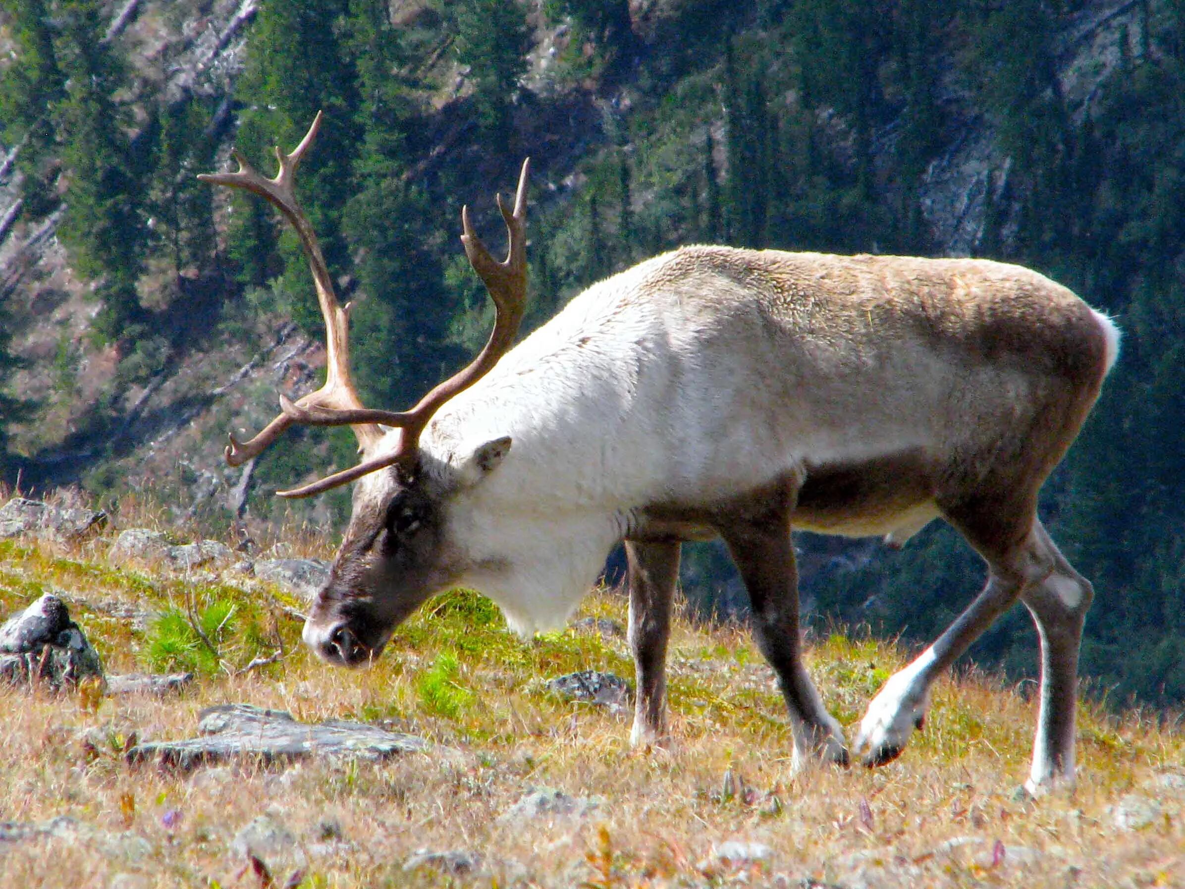баргузинский заповедник изюбря. олень и олениха. северный олень новоземельский п/вид. краснокнижный северный олень. керженский заповедник нижегородской области олени.