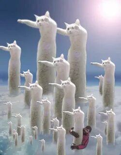 Длинных котиков