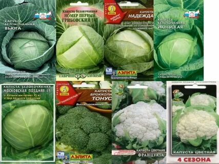 Капуста вьюга отзывы фото урожайность