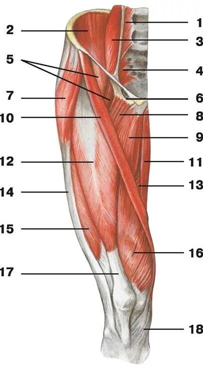 Анатомия мышц бедра человека передняя группа. Мышцы бедра анатомия Синельников. Мышцы передней поверхности бедра анатомия. Глубокие мышцы бедра передняя группа. Часть ноги на б