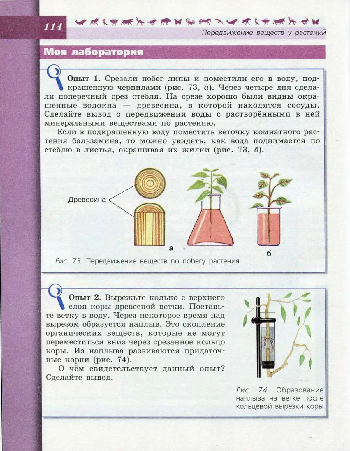 Опыты биология 6 класс Пасечник. Биология 6 класс передвижение воды и питательных веществ. Перемещение веществ у растений. Передвижение веществ по растению. Какой слой стебля окрасился в подкрашенной воде