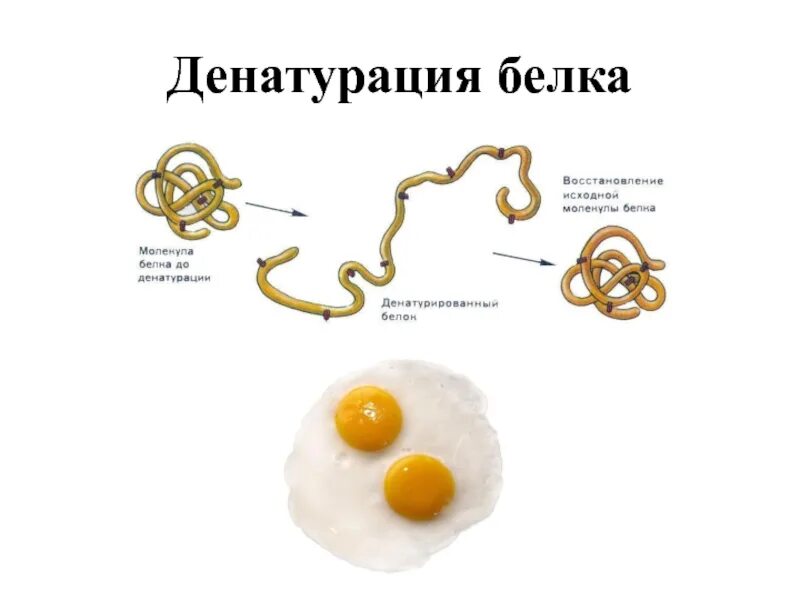Процессы денатурации белков. Структура белка. Денатурация. Ренатурация.. Биологические факторы денатурации белка. Структура белка после денатурации. Механизм тепловой денатурации белков.