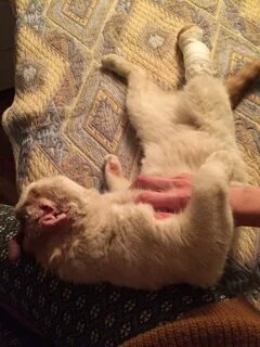 Коту концу