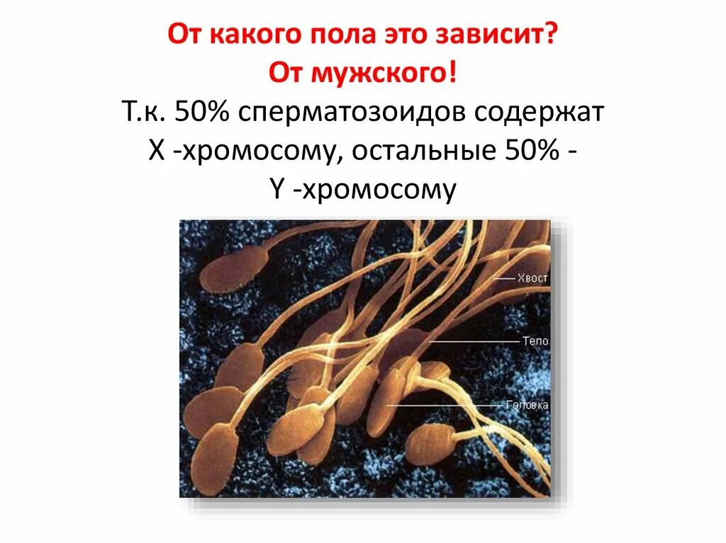 Какой набор хромосом имеют спермии. Хромосомы в сперматозоиде. Сперматозоиды с х хромосомой. Сперматозоид содержащий х хромосому. Сперматозоид с x хромосомой.