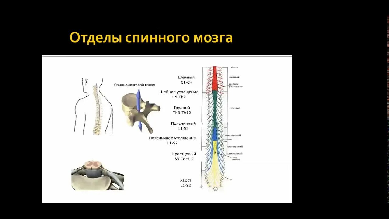 Боль в спинном мозге. Спинной мозг неврология симптомы поражения. Уровни поражения спинного мозга неврология. Синдром поперечного поражения поясничного утолщения спинного мозга.. Строение спинного мозга.