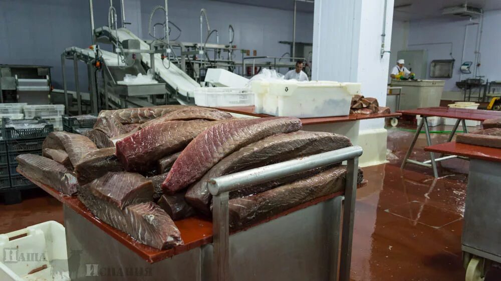 Япония рыбный рынок цукидзи. Популярная рыба в японии. Популярная рыба в японии. Туши тунца. Балык тунца.