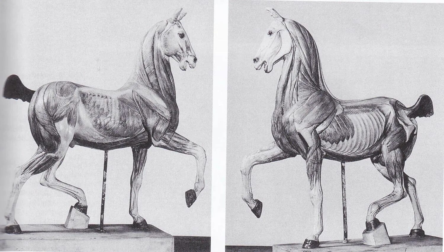 Анатомия лошади. Анатомия лошади для рисования. Анатомия лошади для художников. Лошадь скульптура анатомия. Телосложение лошади 5 букв