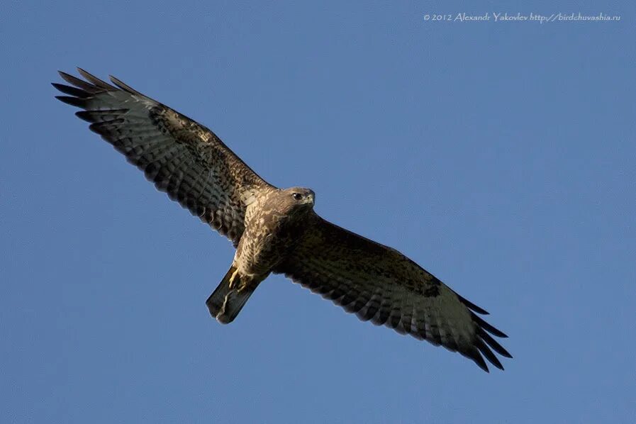 Хищные птицы черноземья. Хищные птицы на юге кузбасса. Канюк птица в чувашии. Хищные птицы чувашии. Канюковый коршун.