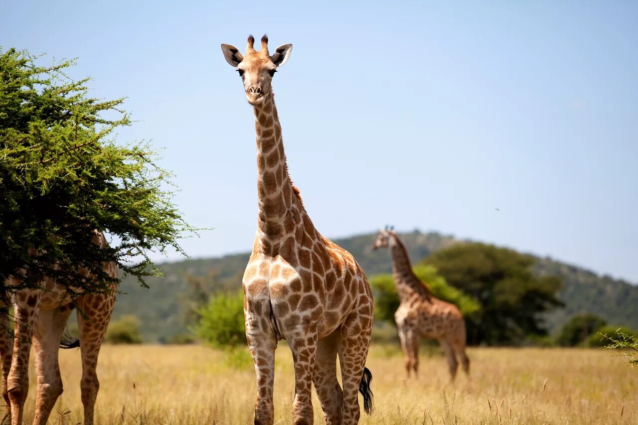 Какое животное выше. Нубийский Жираф. Западноафриканский Жираф. Красивый Жираф. Изображение жирафа.