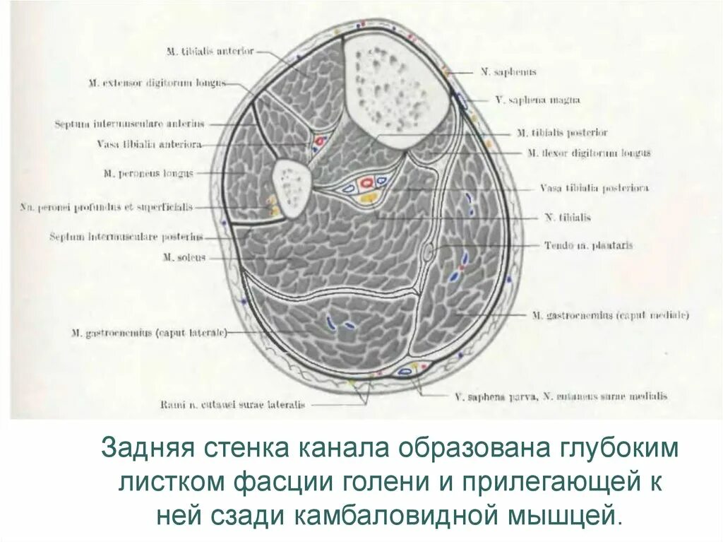 Топографические срезы. Мышцы голени анатомия поперечный срез. Каналы голени на поперечном срезе. Топографические срезы голени. Топография голени поперечный срез.