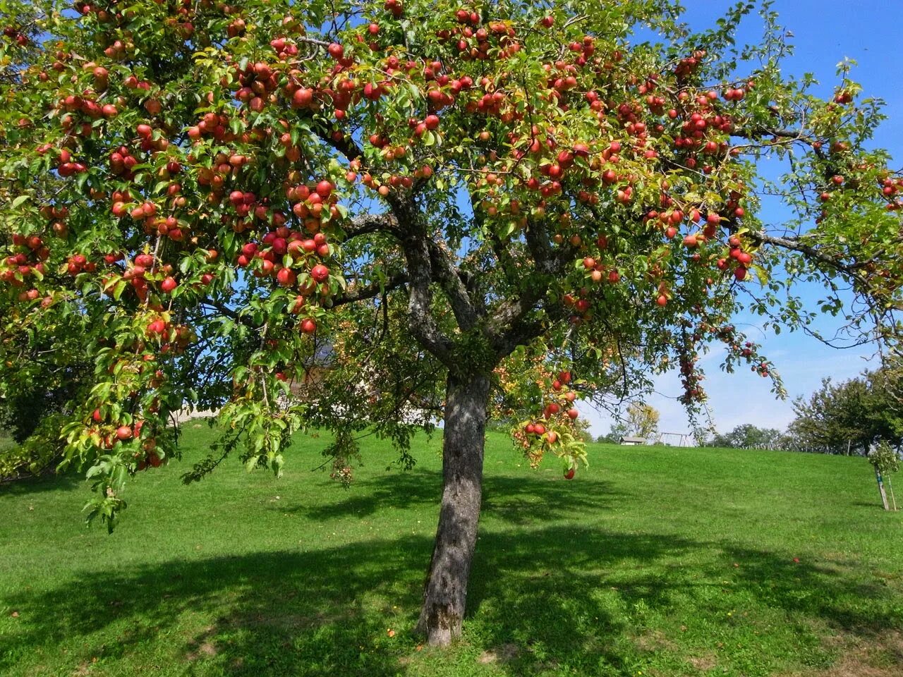 Дерево яблони Жарден. Яблоня Айдаред дерево. Яблоня Телеймон. Раскидистая плодоносящая яблоня.