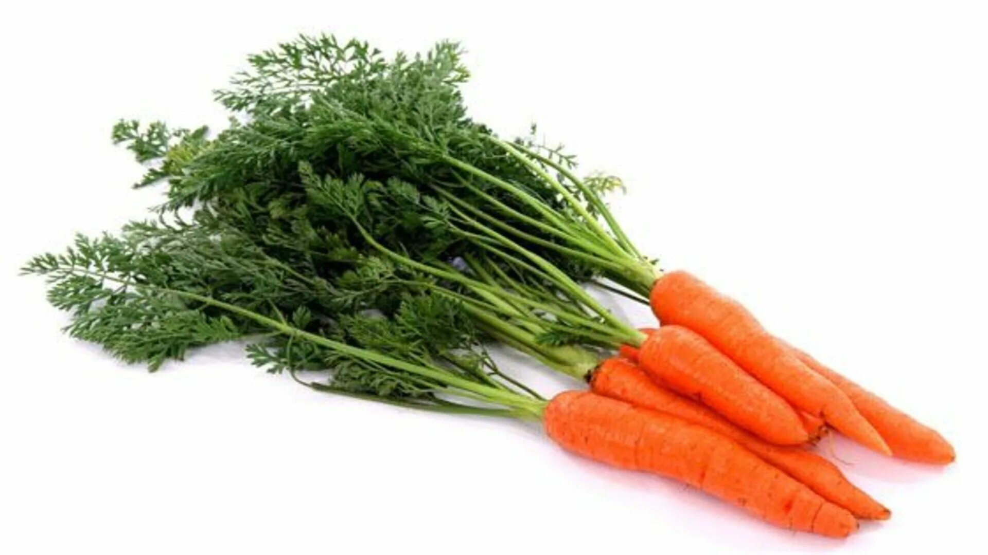 Морковь сентябрина 2гр. Морковь на белом фоне. Морковь в пучках. Пучок морковки. Морковь в пучках.