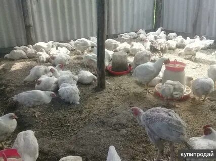 Продам домашнюю птицу