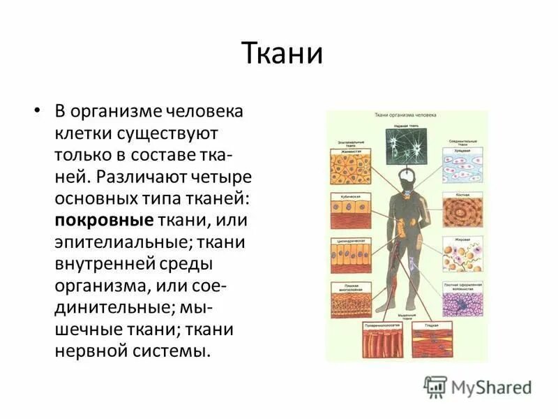 ткани организма человека тест