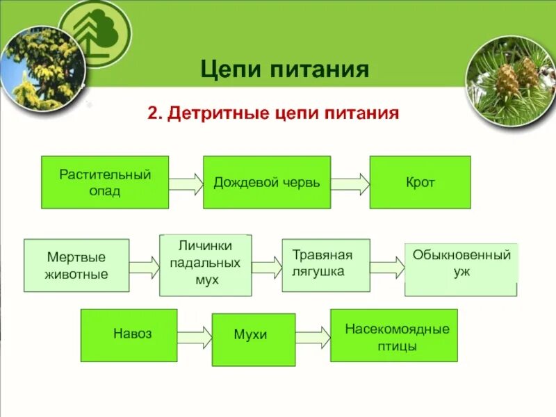 Пищевая цепь состоящая из трех звеньев. Трофические уровни детритной цепи. Детритная цепь питания из 5 звеньев. Правильно составленная детритная цепь питания:. Дктритная цкаь аитания.