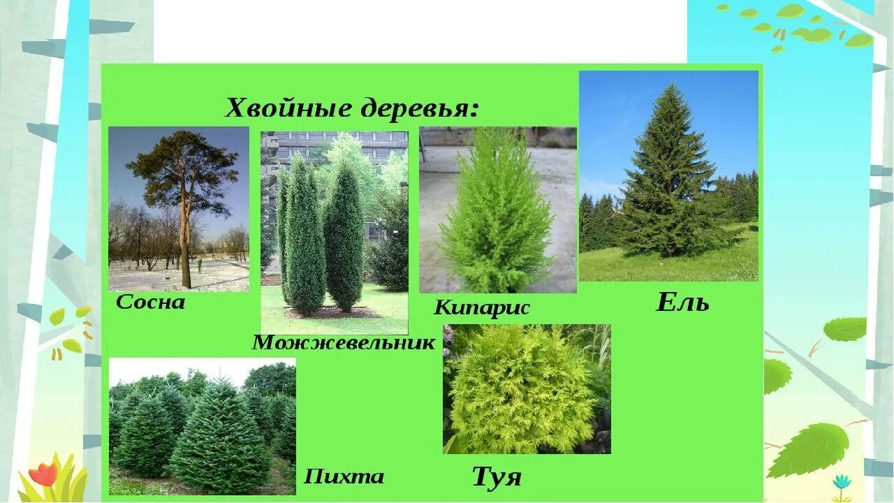 Какое дерево называют ответ