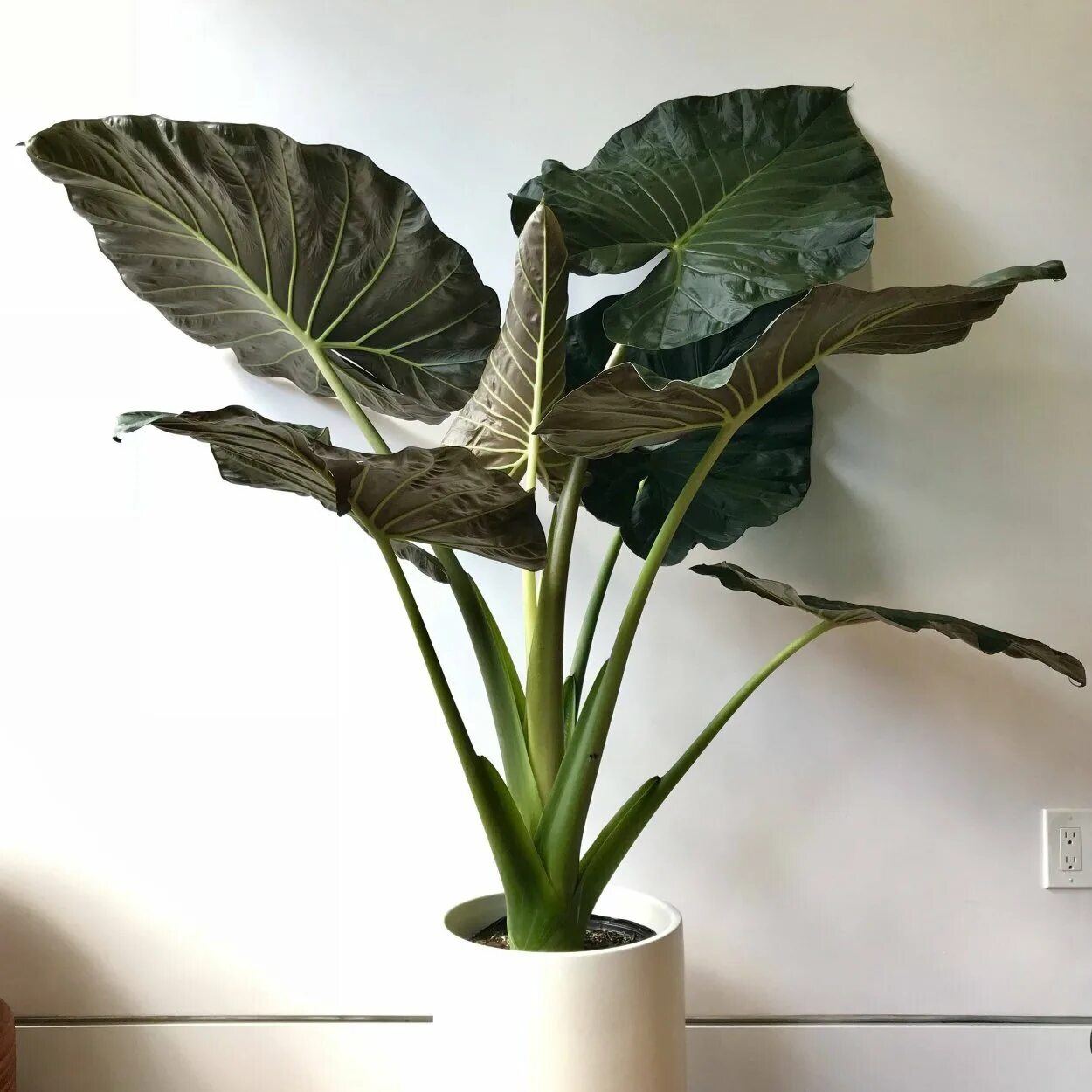 Alocasia regal shields. Алоказия шилдс описание. Алоеазия пегал шиллс. Алоказия чаии. Алоказия реклал шильдс.