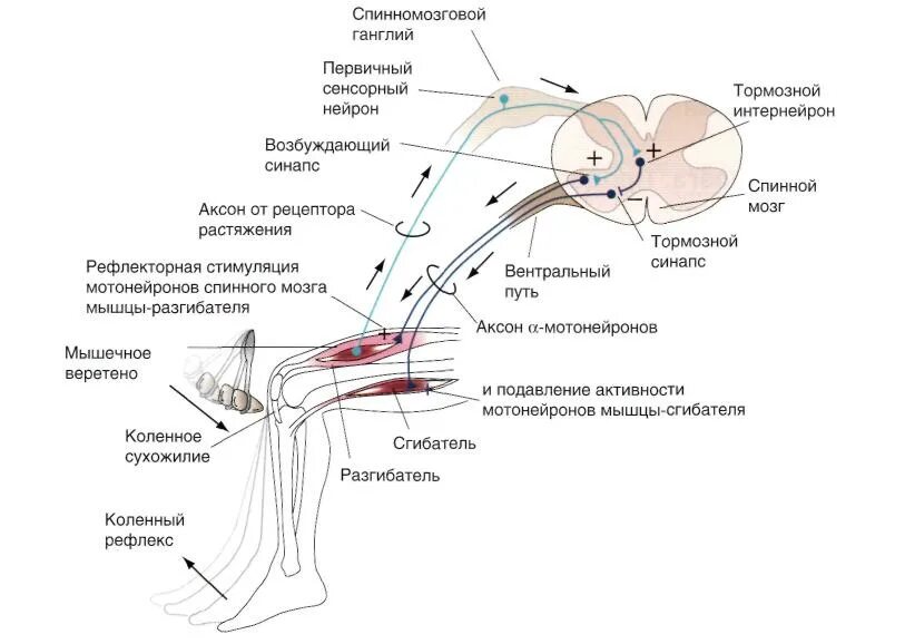 Иннервация и рефлексы. Схема дуги сухожильного рефлекса. Рефлекторная дуга глубокого рефлекса. Схема обратного миотатического рефлекса. Схема духи сухожительного рефлекса.