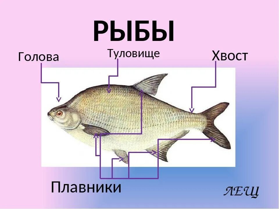 Особенности рыб 3 класс. Лещ описание. Лещ описание рыбы. Строение леща для детей. Лещ информация.