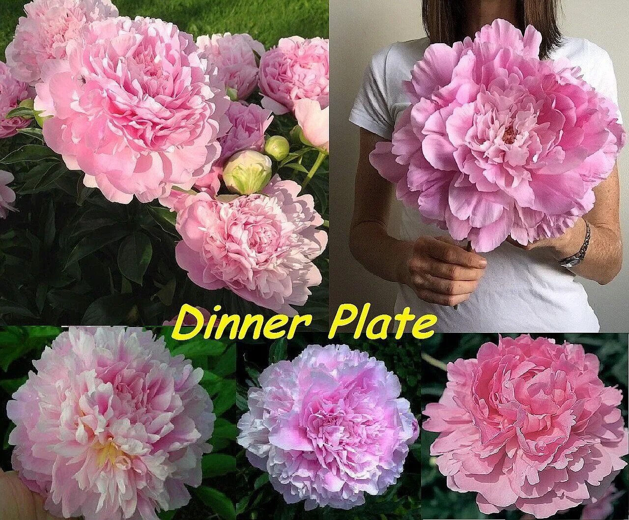 Пион Диннер Плейт Peony Dinner Plate - смотреть видео онлайн от "Александр Жуков