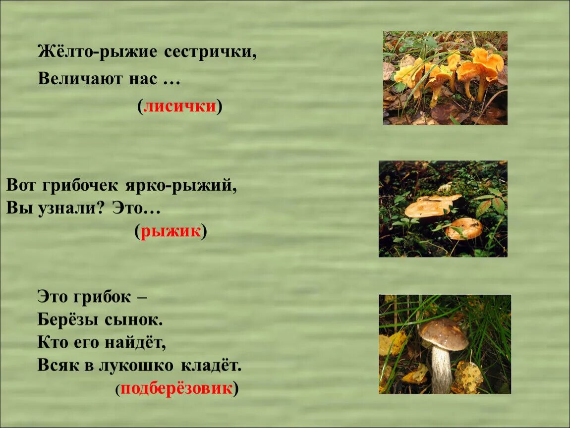 Загадка про гриб Лисичка. Загадки про грибы. Загадки на тему грибы. Загадка про гриб подберезовик. Рыжик составить предложение