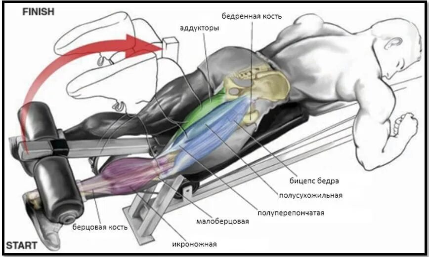 Тренировка ноги бицепс. Мышцы бицепса бедра. задний бицепс бедра. упражнения на бицепс бедра. длинная головка бицепса бедра.