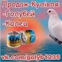 Голуби по составу