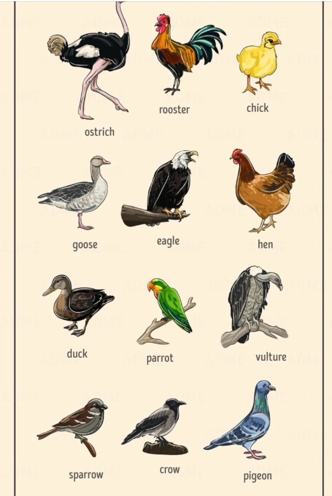 Птицы существительные слова. Птицы на английском языке. Алфавит птиц. Названия птиц на английском. Птицы по алфавиту.