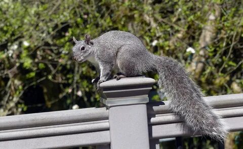 California Ground Squirrel Vs Tree Squirrel.