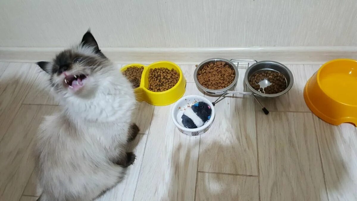 Почему кошка ничего не ест. Котенок хочет есть. смешной кошачий корм. котенок хочет кушать. кошачий корм прикол.