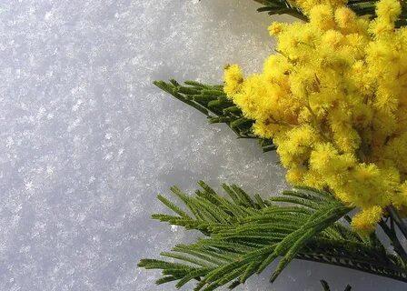 Мимоза афоризмы